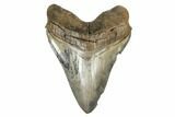 Serrated, Fossil Megalodon Tooth - Colorful Enamel #173892-1